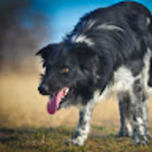 Meet your Posher, Barry